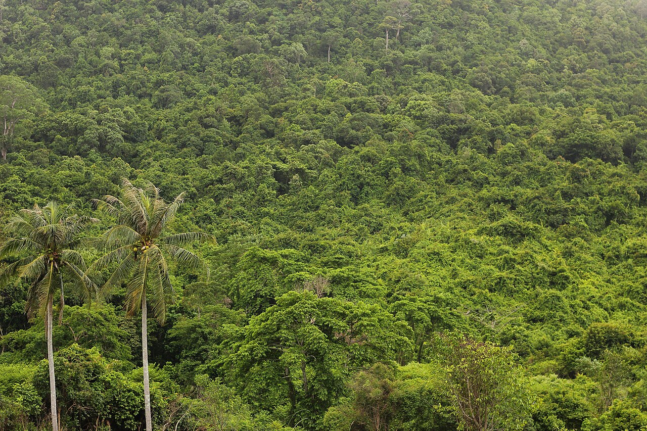 Dense Jungle