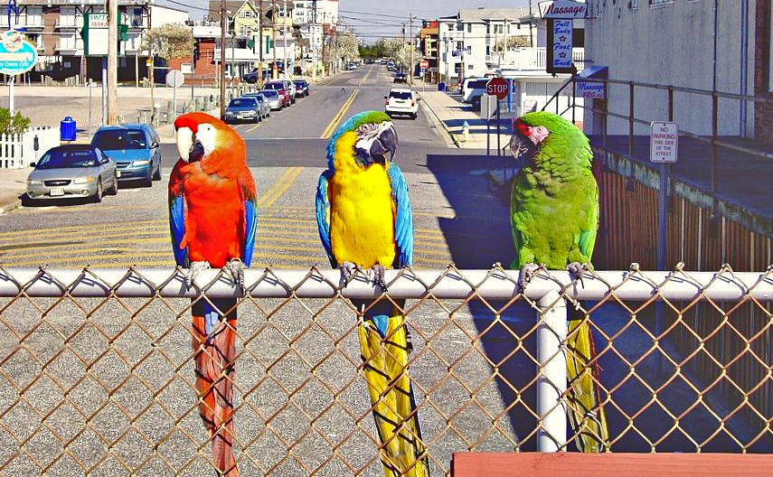 Macaw Parrots